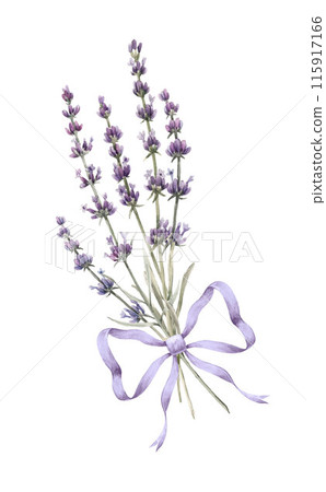 Beautiful floral illustration with gentle hand drawn watercolor lavender bouquet with bow. Stock illustration. Realistic watercolor flower clip art. 115917166