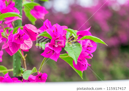 Early summer sea breeze and the Hinagu Bougainvillea Road in full bloom along the canal (Hinagu Town, Yatsushiro City) 115917417