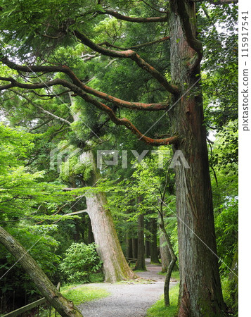 Hakone - Lake Ashi scenery 115917541