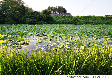A field of lotus flowers in the southern moat of Sasayama Castle, June 115917992