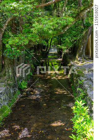Brook surrounded by a stream 115918027