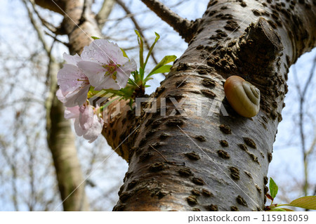 Cherry blossoms and snails 115918059