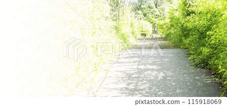 抬頭看新綠的樹木,一片新綠與藍天的風景,新綠在藍天映襯下閃閃發亮,抬頭看新綠的季節樹木,沐浴在陽光下 抬頭看新綠的樹木,一片新綠與藍天的風景,新綠在藍天映襯下閃閃發亮,抬頭看新綠的季節樹木,沐浴在陽光下 115918069