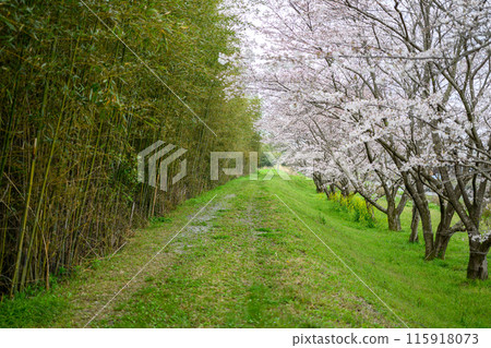 櫻花竹林大道 115918073