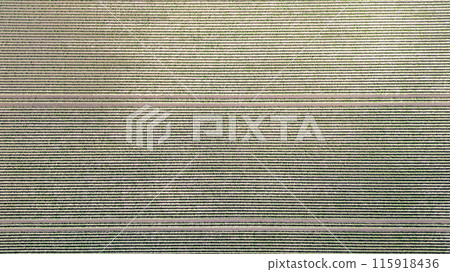 Aerial View of a Lush Agricultural Field with Welldefined Tracks among Green Crops 115918436