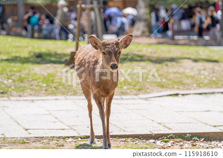 Deer in Nara Park Deer in Nara Park 115918610
