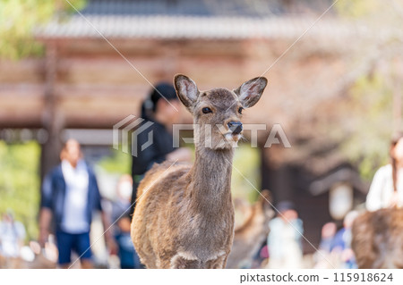 奈良公園的鹿 奈良公園的鹿 115918624