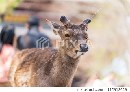 Deer in Nara Park 115918629