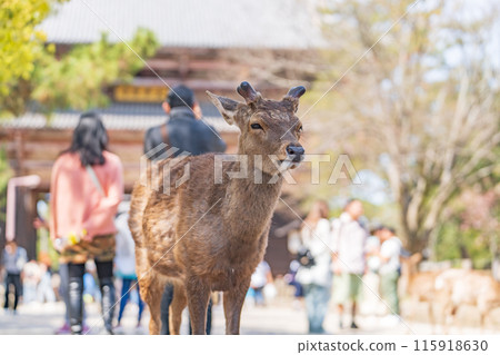 奈良公園的鹿 115918630