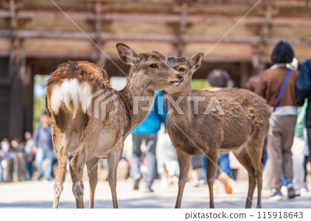 Deer in Nara Park 115918643