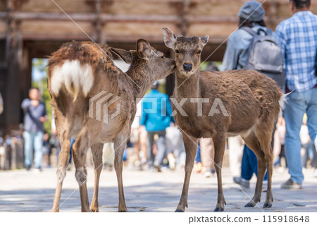 奈良公園的鹿 奈良公園的鹿 115918648