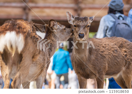 奈良公園的鹿 奈良公園的鹿 115918650