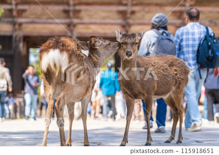奈良公園的鹿 115918651