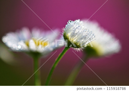 Close-up of white daisy flowers shining with morning dew 115918786