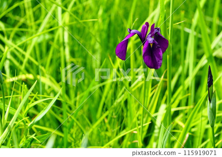 背景為綠葉的野花鳶尾 背景為綠葉的野花鳶尾 115919071