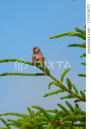 Benimashiko停在樹枝上 Benimashiko停在樹枝上 115919072