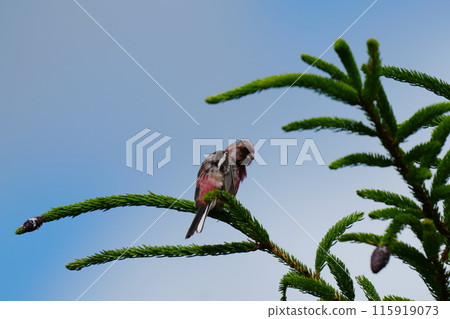 Benimashiko停在樹枝上 115919073