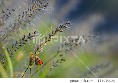 A silverleaf moth and a copper butterfly shining with morning dew A silverleaf moth and a copper butterfly shining with morning dew 115919080