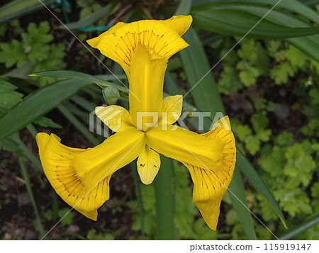 Kishow bouquet 115919147