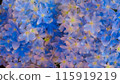 Transparent hydrangea 115919219