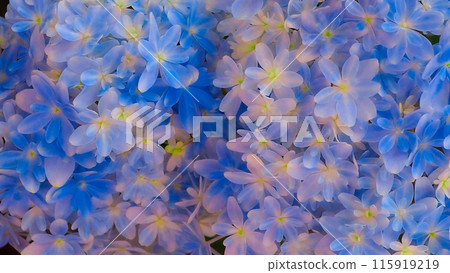 Transparent hydrangea 115919219