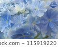 Transparent hydrangea 115919220