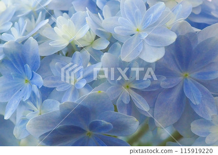 透明繡球花 115919220