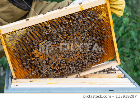 A beekeeper, a woman in a protective suit against bee stings, holds a frame with honey from a bee hive in her hands. Beekeeping, care of the hive A beekeeper, a woman in a protective suit against bee stings, holds a frame with honey from a bee hive in her hands. Beekeeping, care of the hive 115919297