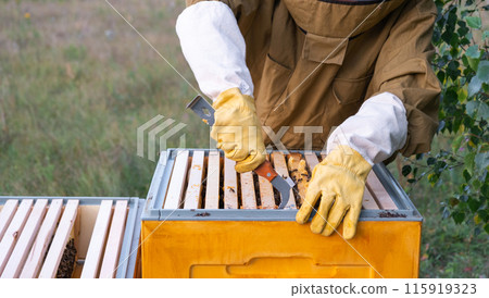 A beekeeper, a woman in a protective suit against bee stings, holds a frame with honey from a bee hive in her hands. Beekeeping, care of the hive A beekeeper, a woman in a protective suit against bee stings, holds a frame with honey from a bee hive in her hands. Beekeeping, care of the hive 115919323