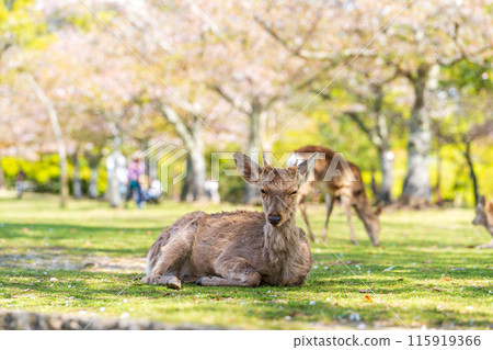 [Spring] Deer in Nara Park [Cherry Blossoms] 115919366