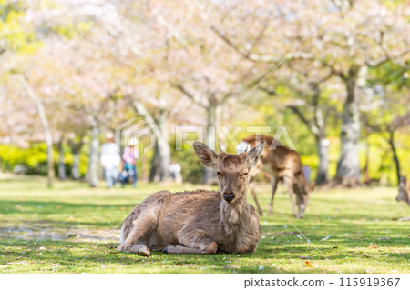 【春天】奈良公園的鹿【櫻花】 115919367