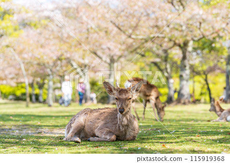 【春天】奈良公園的鹿【櫻花】 115919368