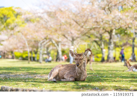 [Spring] Deer in Nara Park [Cherry Blossoms] 115919371