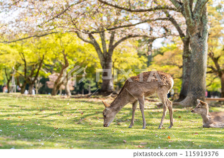 【春天】奈良公園的鹿【櫻花】 115919376