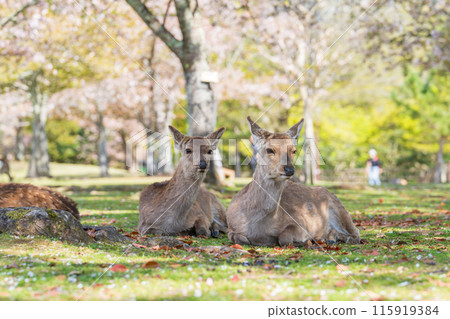 [Spring] Deer in Nara Park [Cherry Blossoms] 115919384