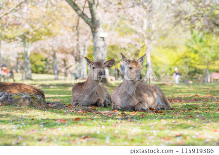 【春天】奈良公園的鹿【櫻花】 【春天】奈良公園的鹿【櫻花】 115919386