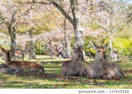 [Spring] Deer in Nara Park [Cherry Blossoms] 115919388