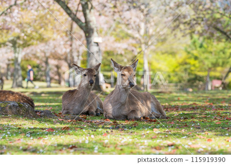 [Spring] Deer in Nara Park [Cherry Blossoms] 115919390