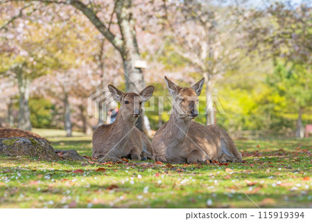 [Spring] Deer in Nara Park [Cherry Blossoms] 115919394