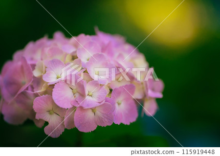 Hydrangeas blooming in Kodaira Hydrangea Park 115919448