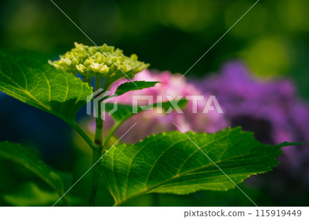 Hydrangeas blooming in Kodaira Hydrangea Park 115919449