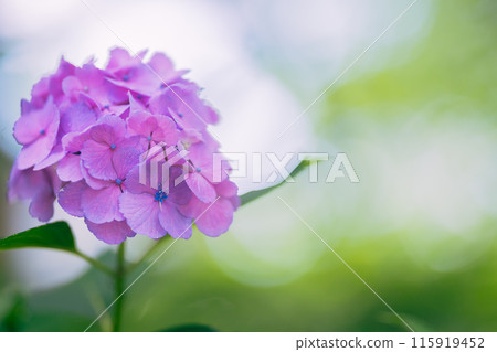 Hydrangeas blooming in Kodaira Hydrangea Park Hydrangeas blooming in Kodaira Hydrangea Park 115919452