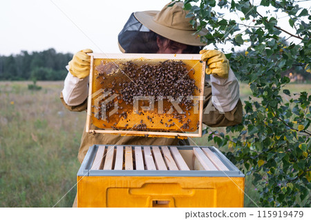 A beekeeper, a woman in a protective suit against bee stings, holds a frame with honey from a bee hive in her hands. Beekeeping, care of the hive 115919479