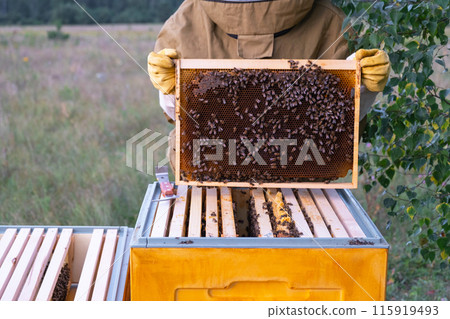 A beekeeper, a woman in a protective suit against bee stings, holds a frame with honey from a bee hive in her hands. Beekeeping, care of the hive 115919493
