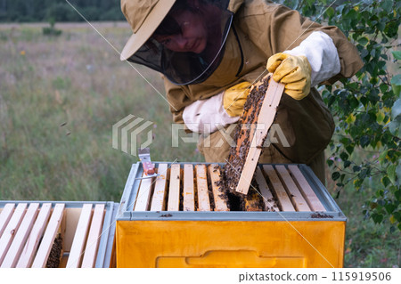 A beekeeper, a woman in a protective suit against bee stings, holds a frame with honey from a bee hive in her hands. Beekeeping, care of the hive A beekeeper, a woman in a protective suit against bee stings, holds a frame with honey from a bee hive in her hands. Beekeeping, care of the hive 115919506