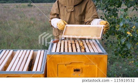 A beekeeper, a woman in a protective suit against bee stings, holds a empty frame with wax from a bee hive in her hands. Beekeeping, care of the hive, mock up 115919532