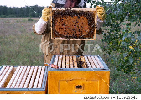 A beekeeper, a woman in a protective suit against bee stings, holds a frame with honey from a bee hive in her hands. Beekeeping, care of the hive 115919545