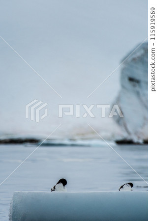 Cape Petrels resting on an iceberg Cape Petrels resting on an iceberg 115919569