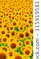 Sunflower field in full bloom 115919581