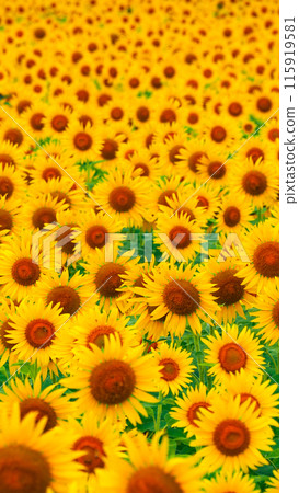 Sunflower field in full bloom 115919581